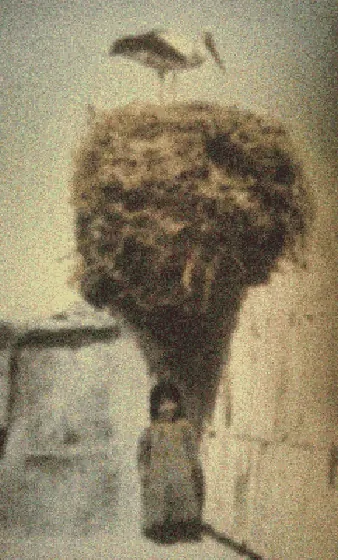 A stork's nest on a mud pillar above a child, Iraqi Kurdistan, 1922